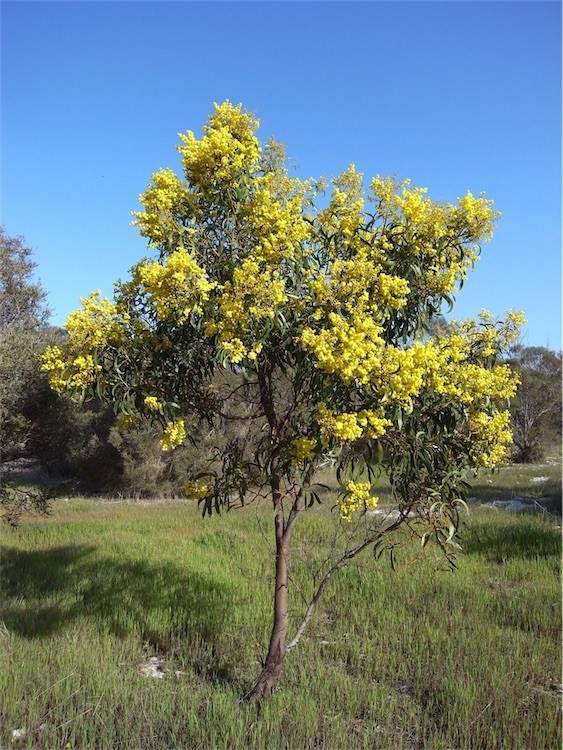 Acacia pycnantha - Golden Wattle | Native Tree Seedling