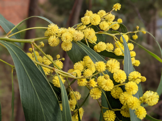 Acacia pycnantha - Golden Wattle | Native Tree Seedling