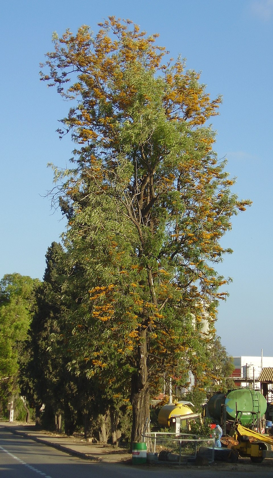 Grevillea Robusta - Silky Oak