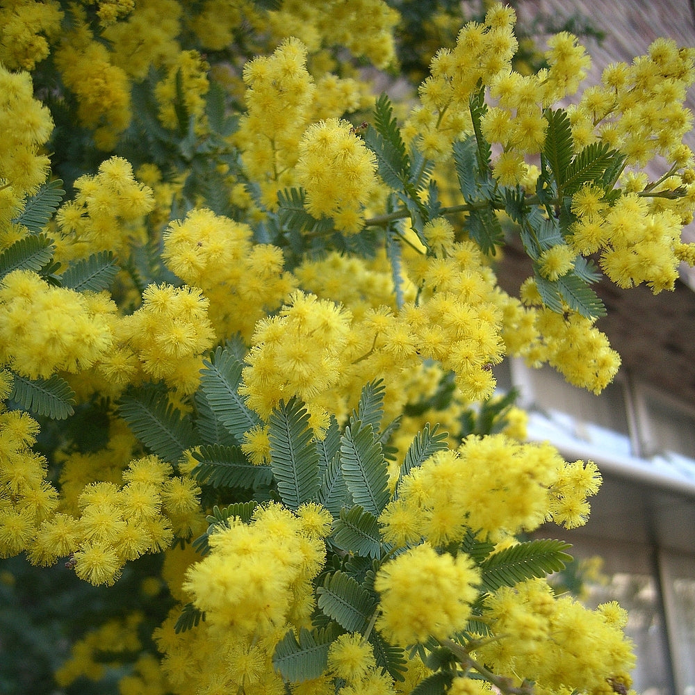 Acacia Baileyana - Cootamundra Wattle Tubestock | Native Tree Seedling