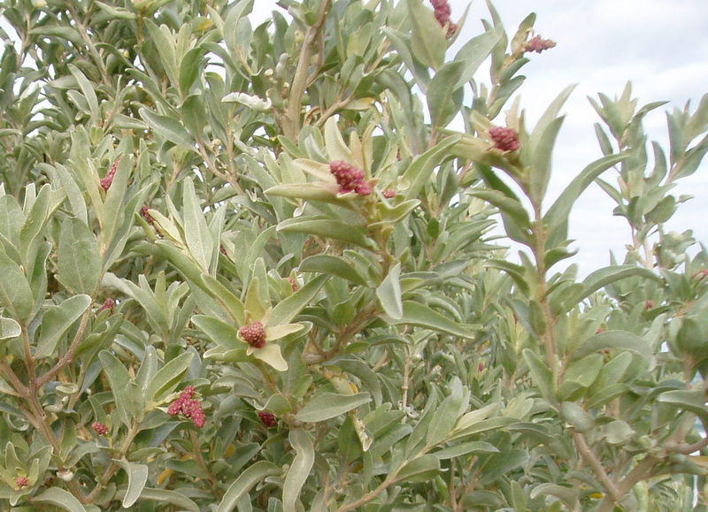 Atriplex cinerea - Coastal Saltbush Tubestock | Native Tree Seedling