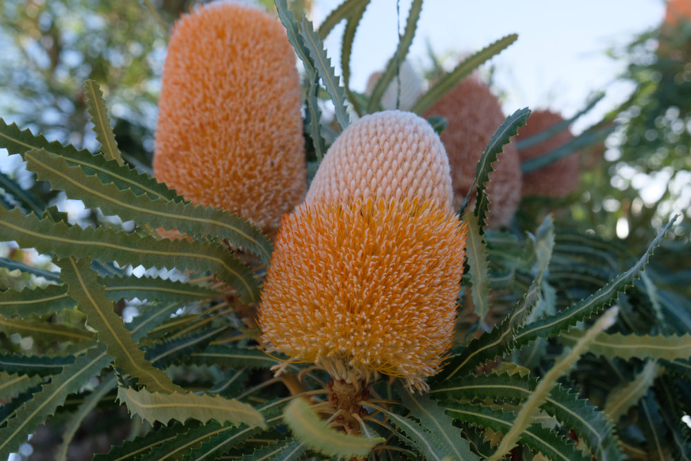 Banksia Burdetti - Burdetts Banksia | Native Tree 1.5 Litre Pot