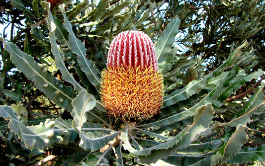 Banksia Menziesii - Firewod Banksia | Native Tree 1.5 Litre Pot