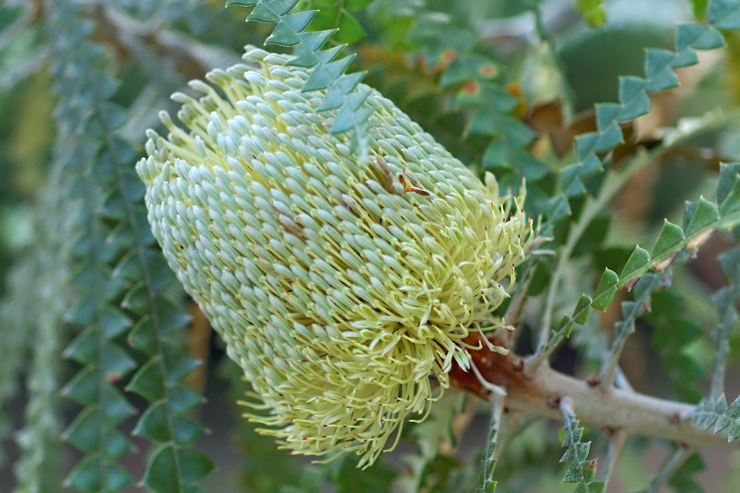 Banksia Speciosa - Showy Banksia | Native Tree 1.5 Litre Pot