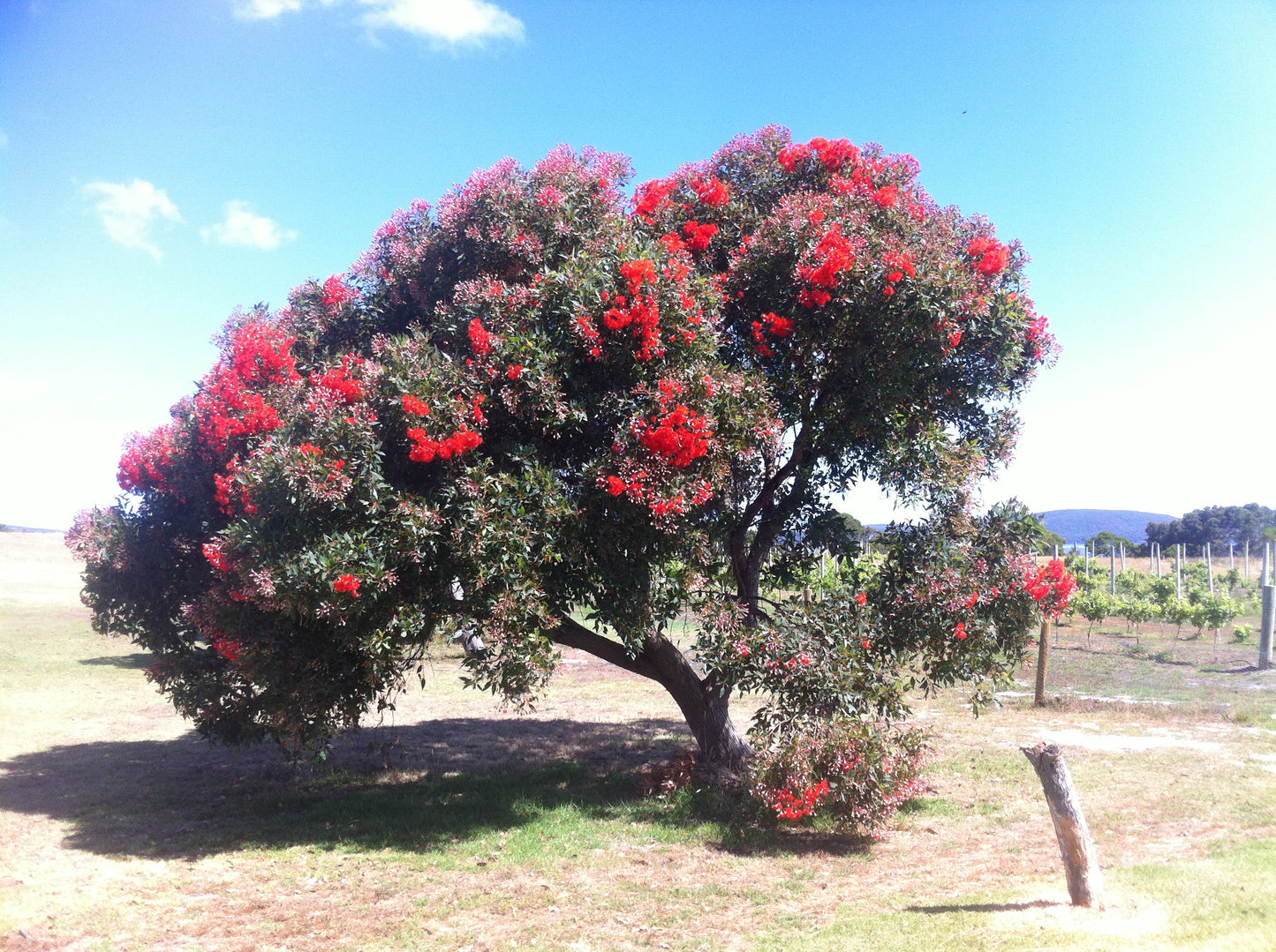 Corymbia Ficifolia - Red Flowering Gum