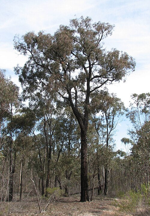 Eucalyptus Tricarpa - Red Ironbark