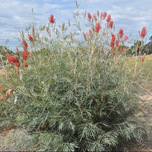 Grevillea banksii 'Forsteri' - Red Silky Oak | Native Tree Seedling