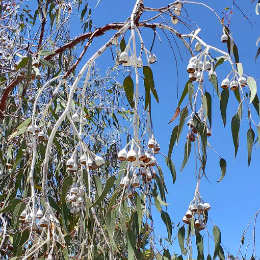Eucalyptus caesia - Silver Princess