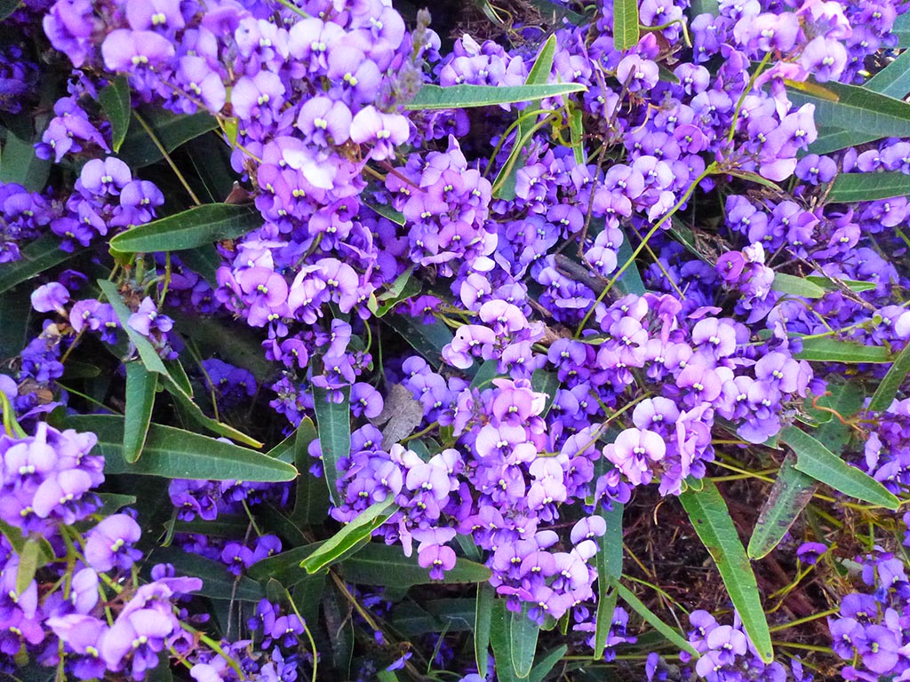 Hardenbergia violacea - Native Sarsaparilla Tubestock | Native Seedling