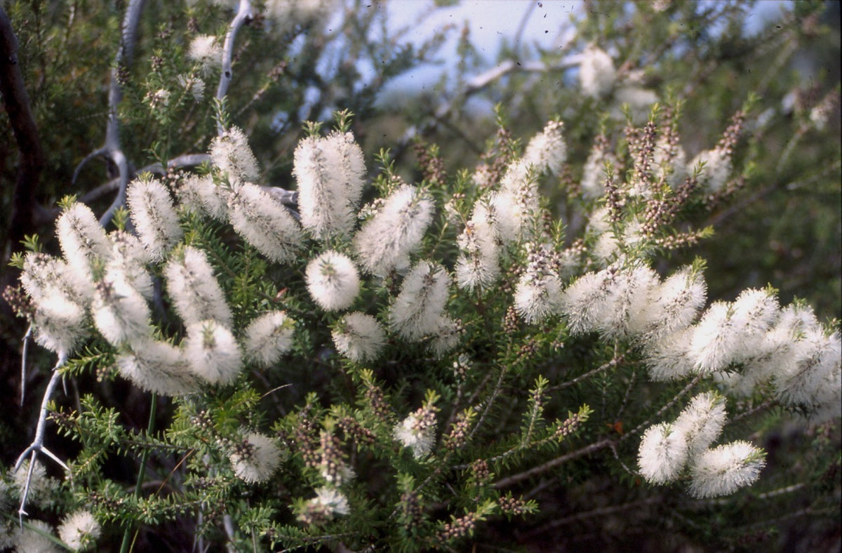 Melaleuca lanceolata - Moonah | Native Tree Seedling