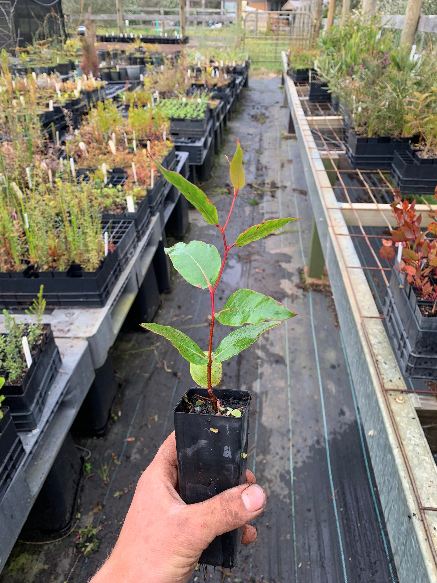 Eucalyptus obliqua