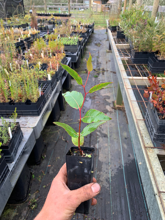 Eucalyptus obliqua - Messmate/Brown Stringybark Tubsetock | Native Tree Seedling
