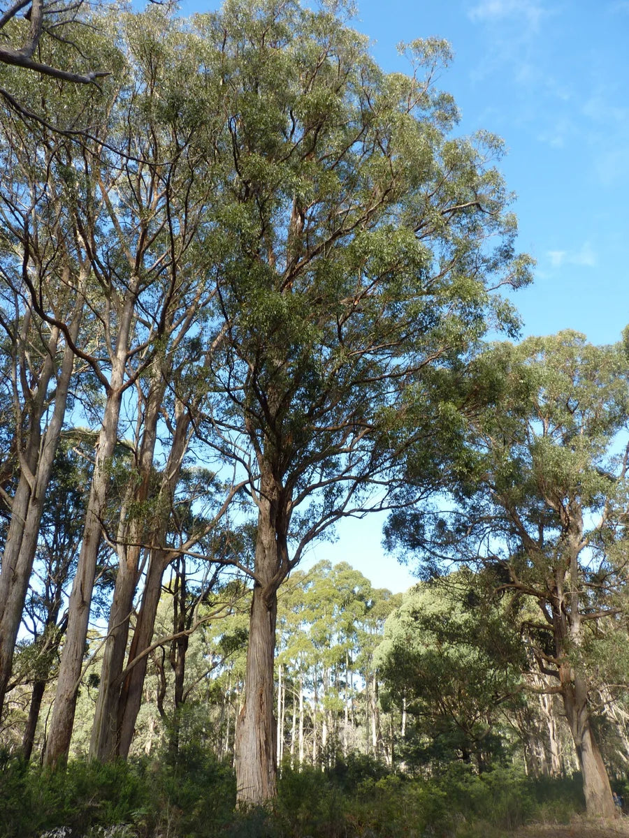 Eucalyptus obliqua