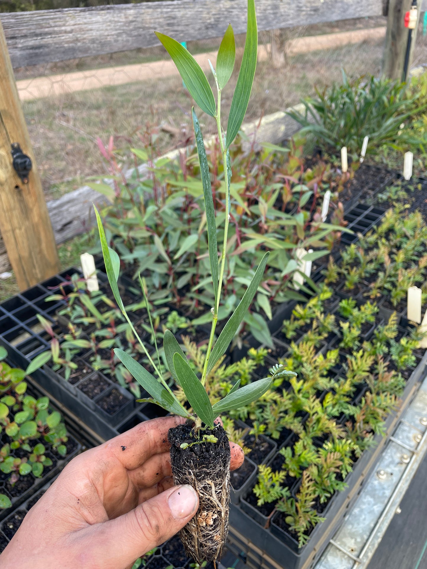 Acacia Sophorae - Coastal Wattle