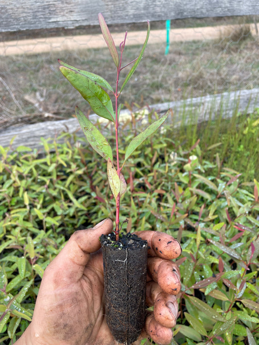 Eucalyptus Tricarpa - Red Ironbark