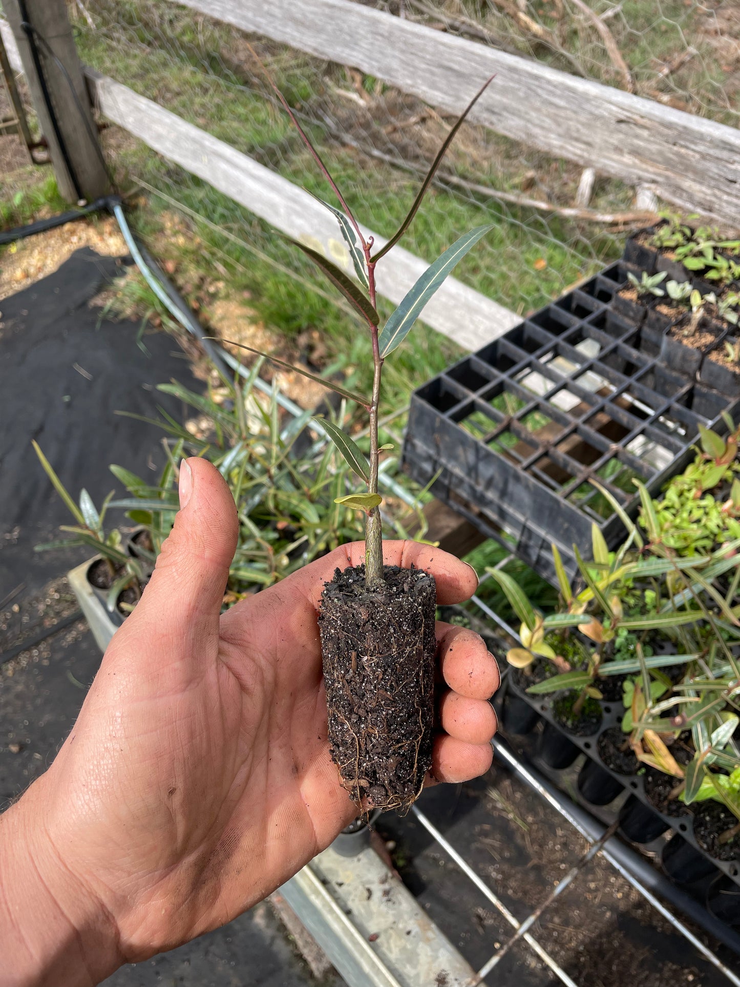 Brachychiton Rupestris - QLD Bottle Tree