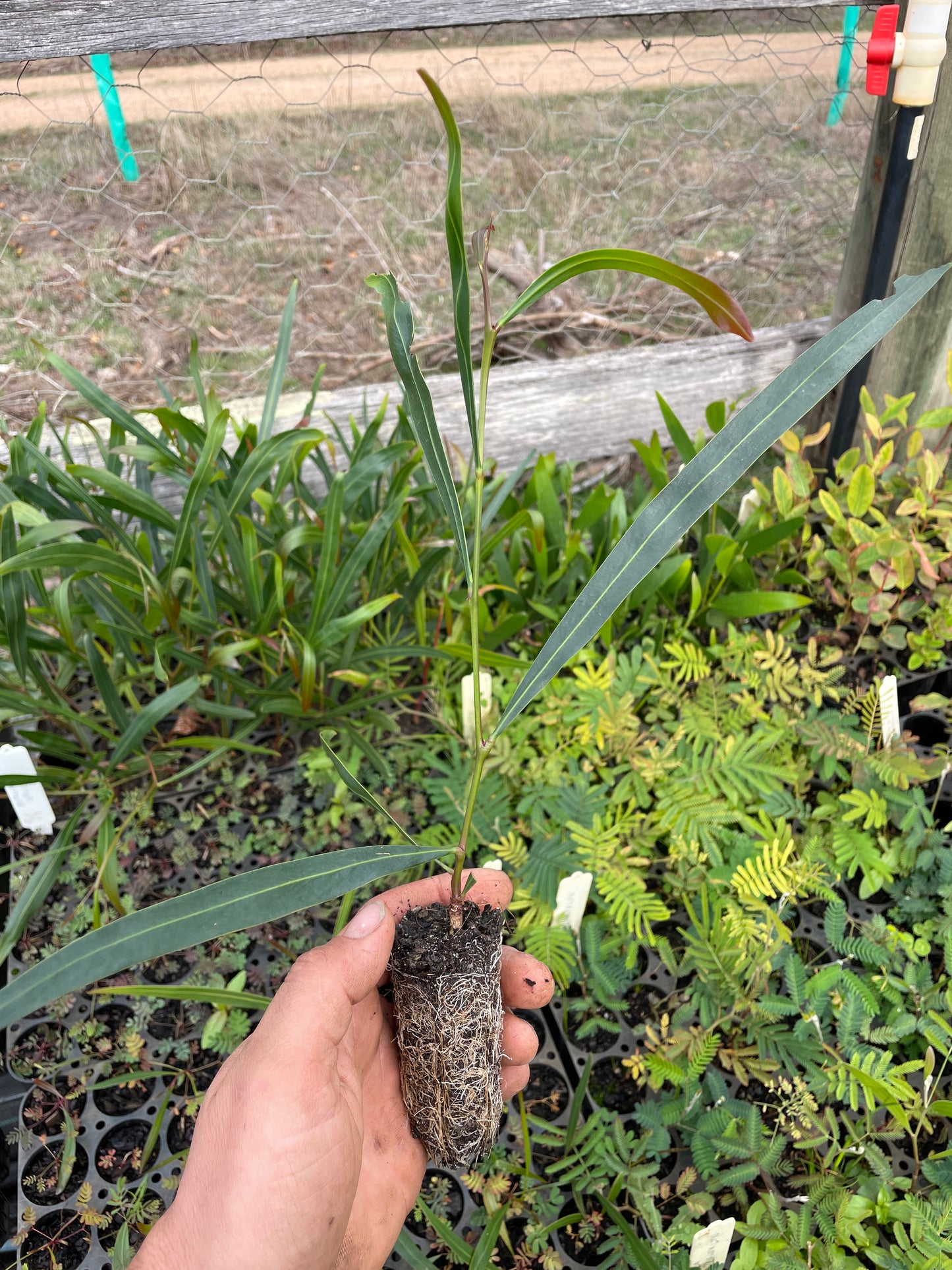 Acacia Saligna - Golden Wreath Wattle/Cujong