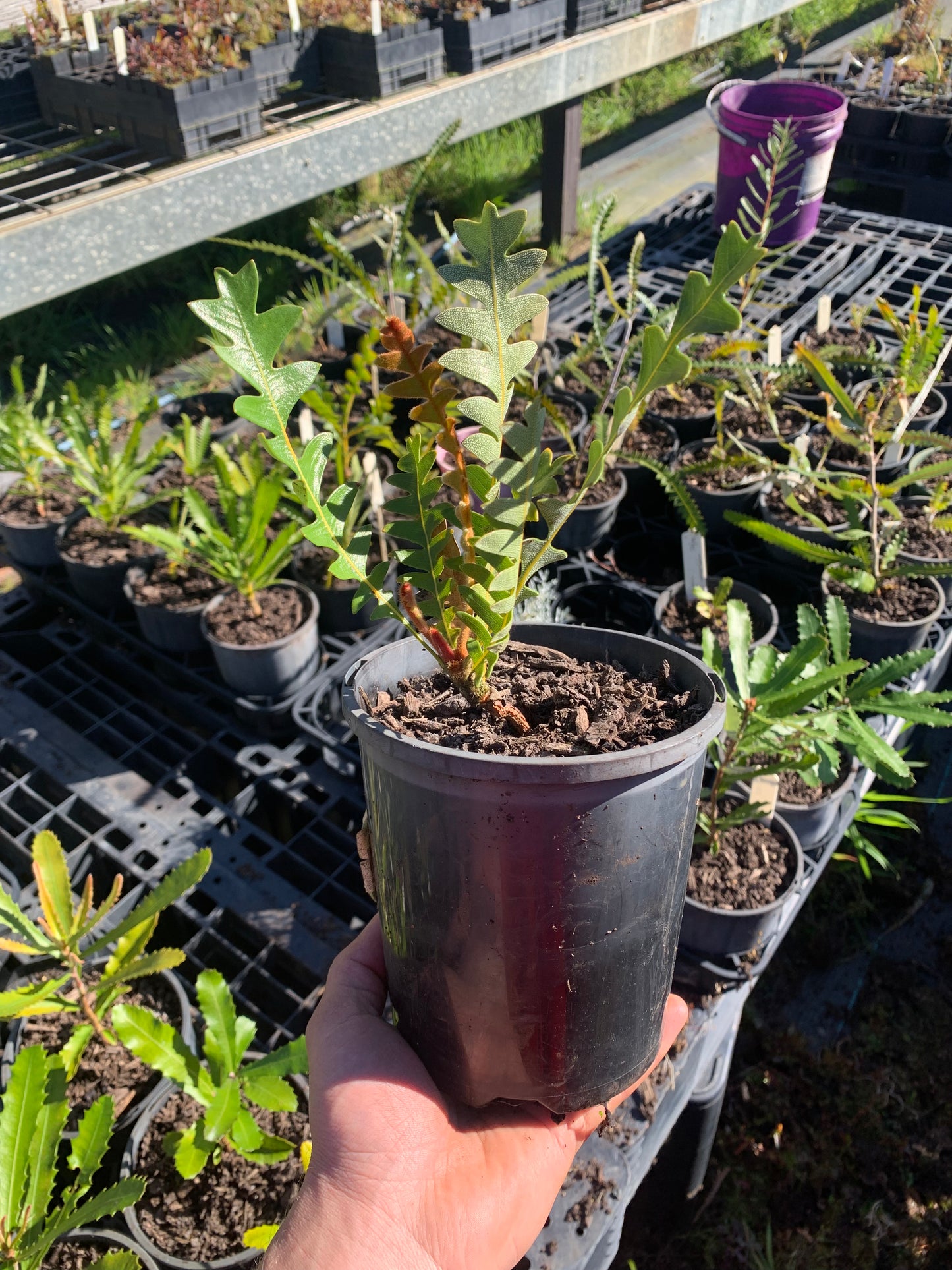 Banksia repens - Creeping Banksia Tubestock | Native Seedling