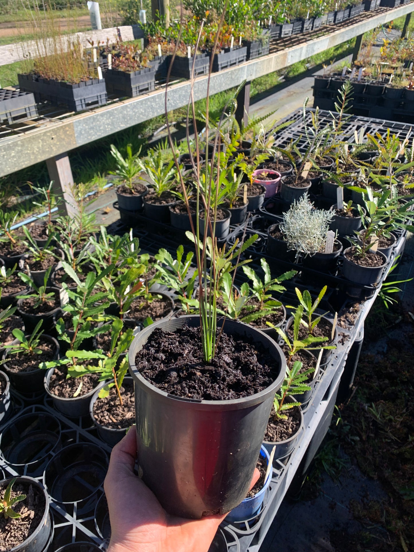 Xanthorrhoea glauca - Blue Grass Tree | Native Plant 1.5L Pot