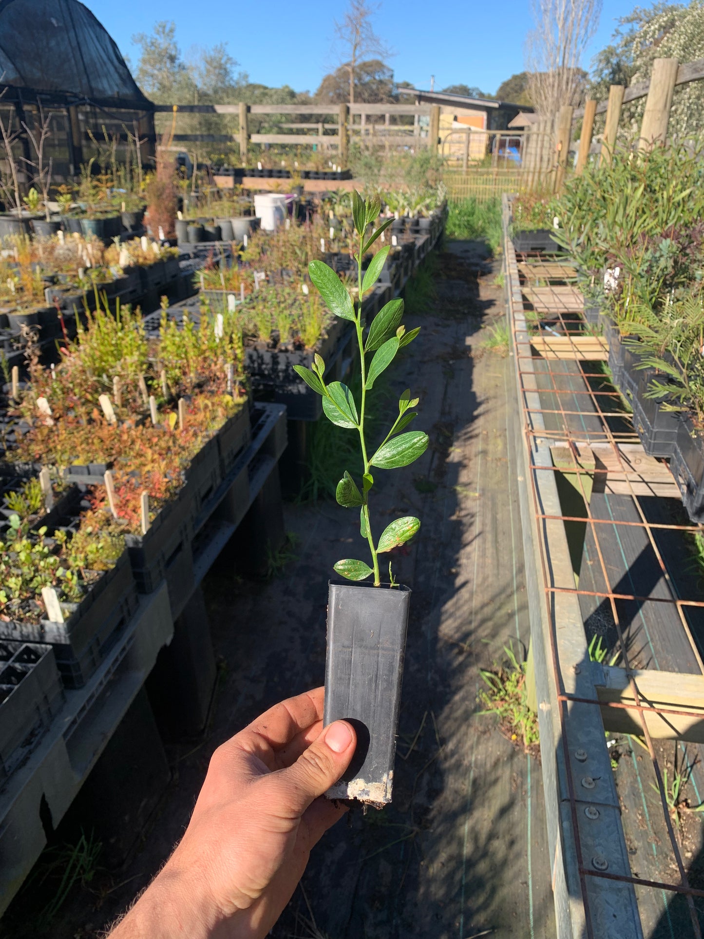 Acacia verniciflua - Varnish Wattle Tubestock | Native Tree Seedling