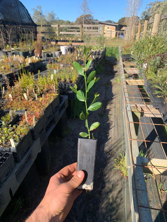 Acacia verniciflua - Varnish Wattle Tubestock | Native Tree Seedling