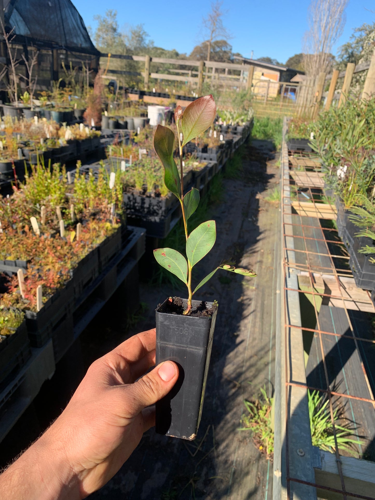 Acacia falciformis - Hickory Wattle Tubestock | Native Tree Seedling
