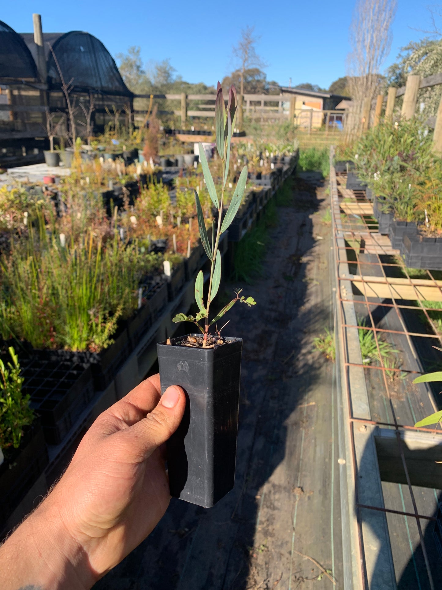 Acacia iteaphylla - Flinders Range Wattle Tubestock | Native Tree Seedling