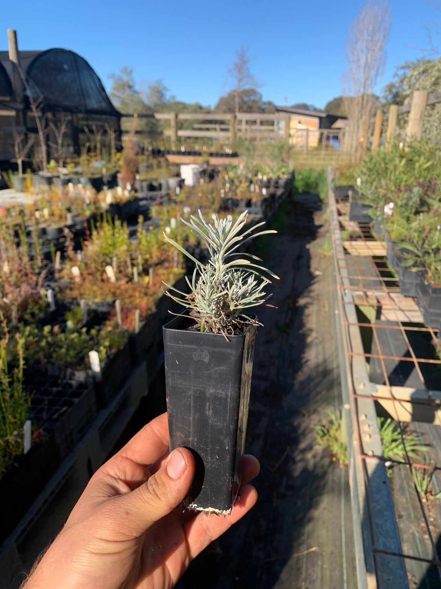 Helichrysum italicum - Curry Plant Tubestock | Seedling