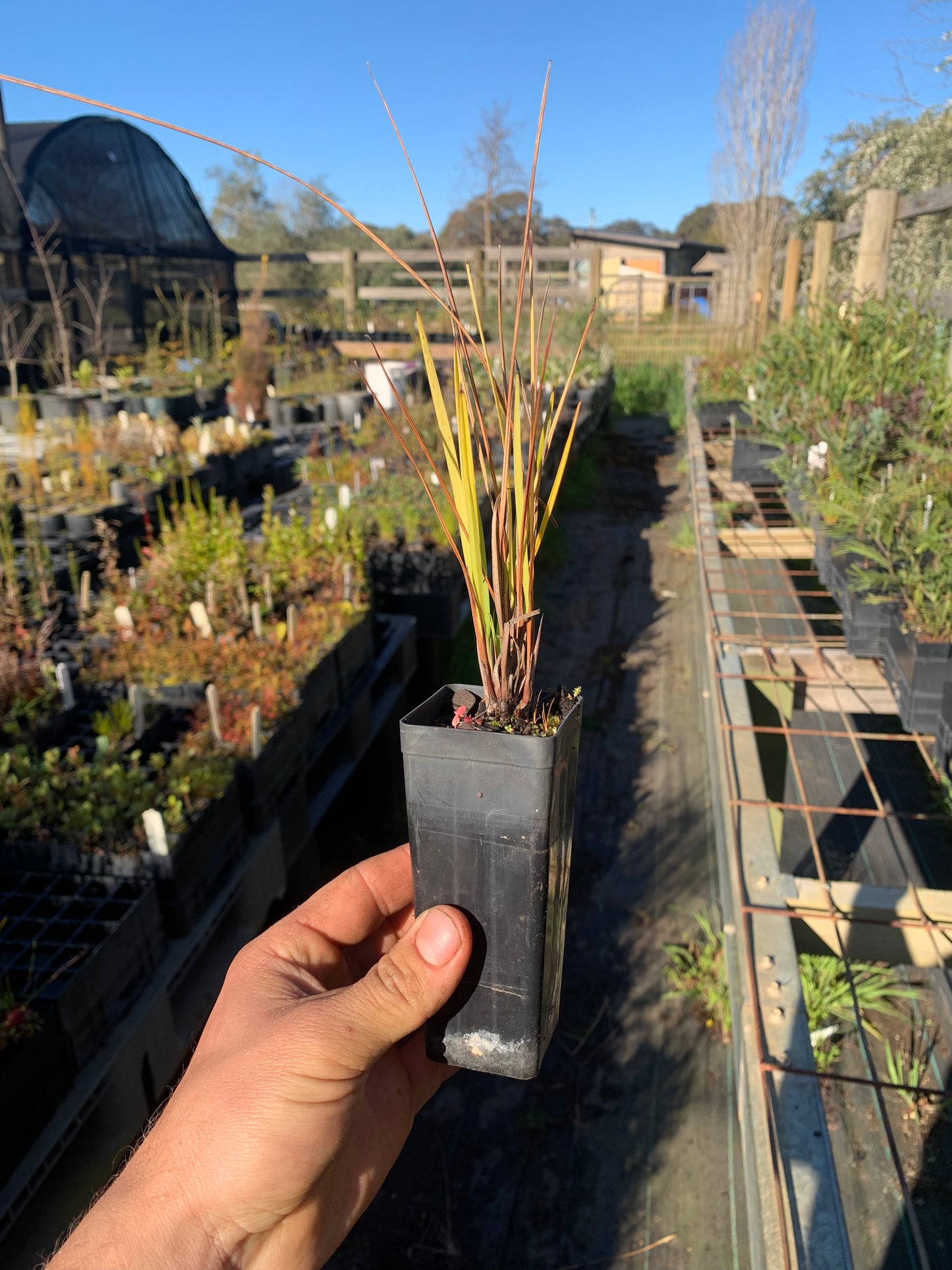 Dianella brevicaulis - Coast Flax Lily Tubestock | Native Shrub Seedling
