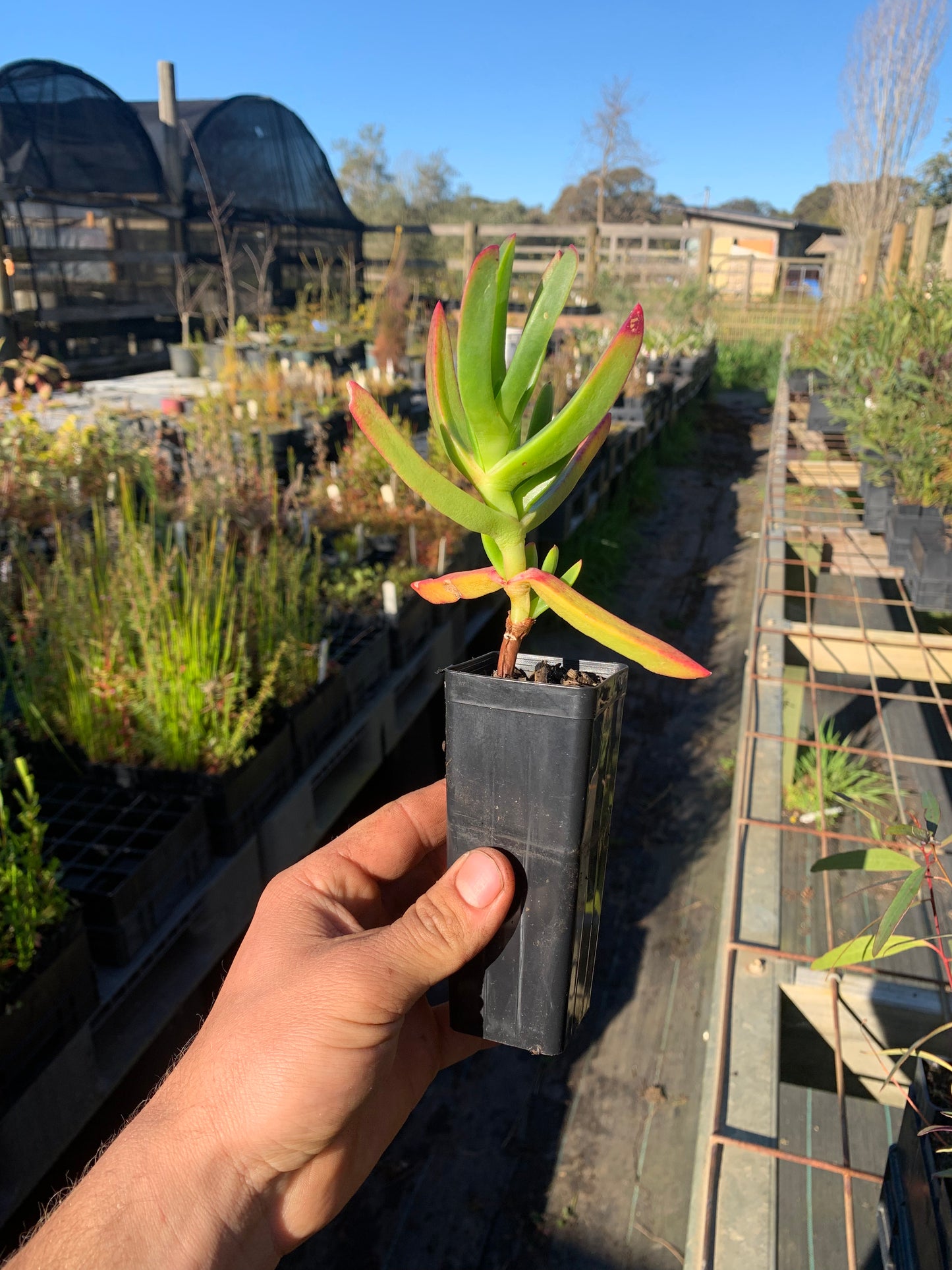 Carpobrotus rossii - Karkalla/Pigface Tubestock | Native Seedling