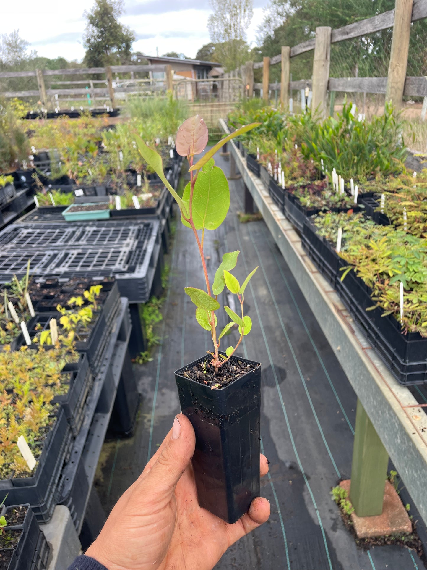 Corymbia Maculata - Spotted Gum Tubestock | Native Timber Tree Seedling