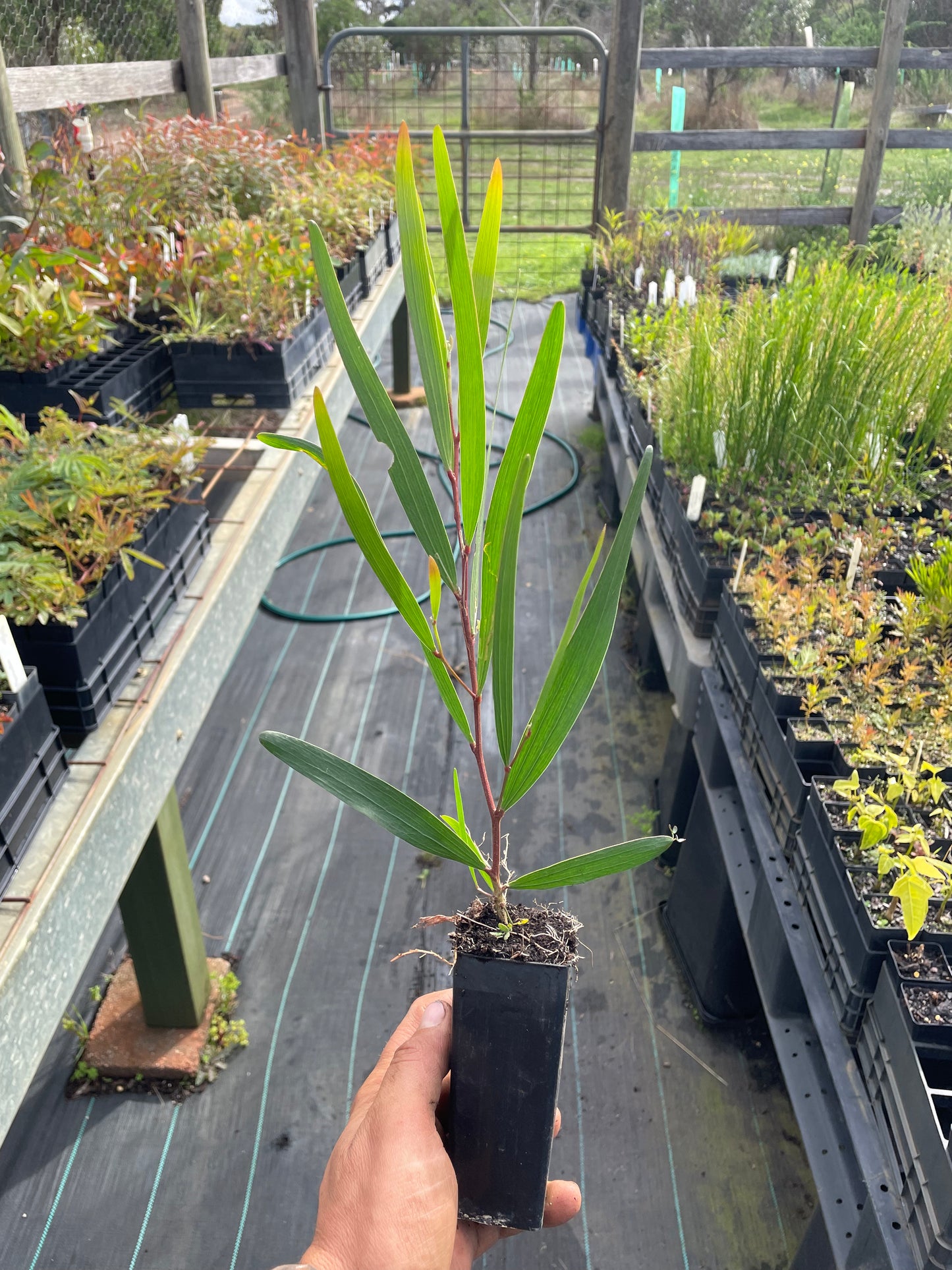 Acacia longifolia -Sydney Golden Wattle Tubestock | Native Tree Seedling