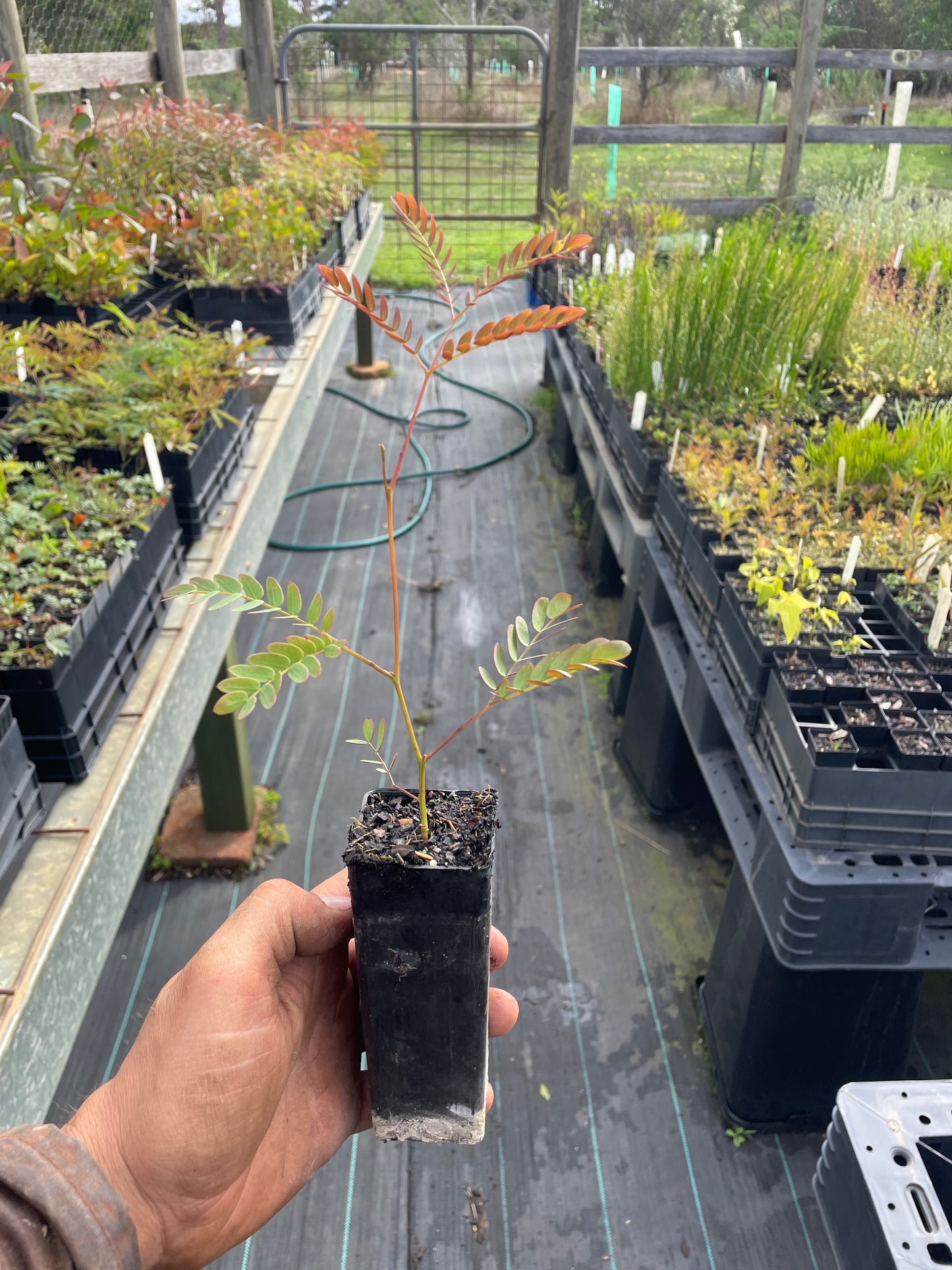 Acacia Elata - Cedar Wattle Tubestock | Native Tree Seedling