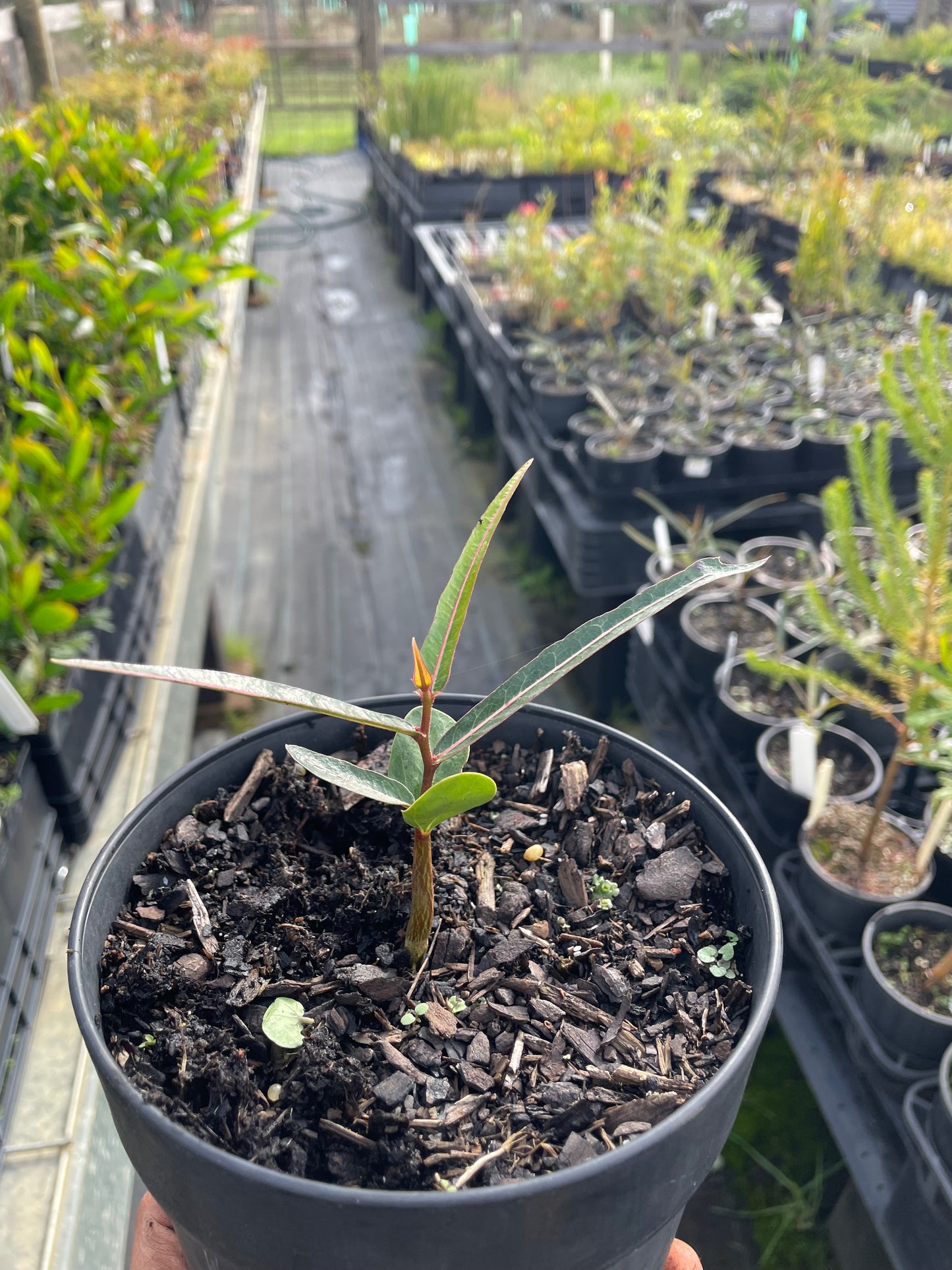 Brachychiton Rupestris - QLD Bottle Tree | Native Tree Seedling