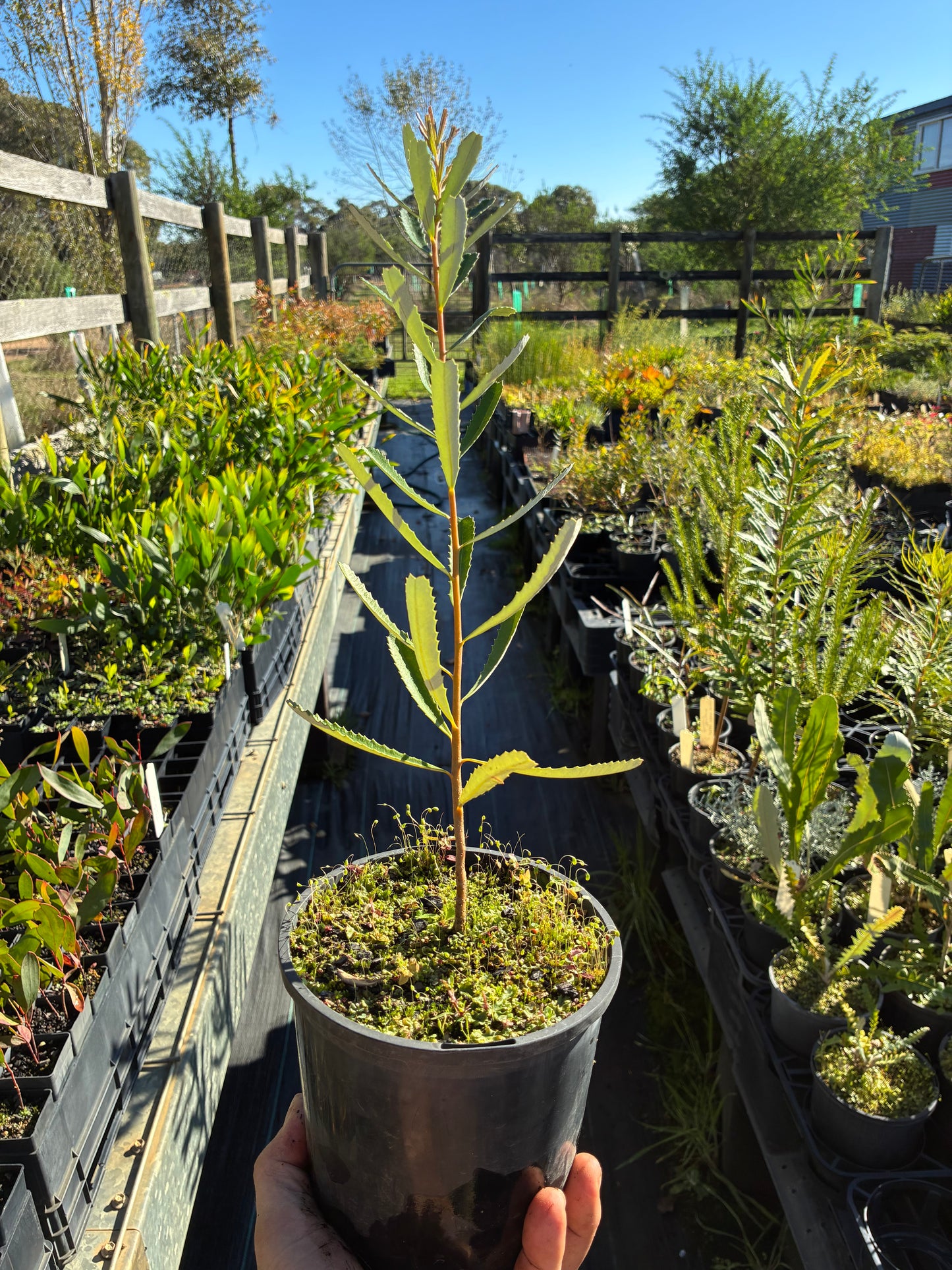 Banksia Integrifolia - Coastal Banksia | Native Tree 1.5 Litre Pot