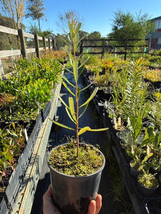 Banksia Integrifolia - Coastal Banksia | Native Tree 1.5 Litre Pot