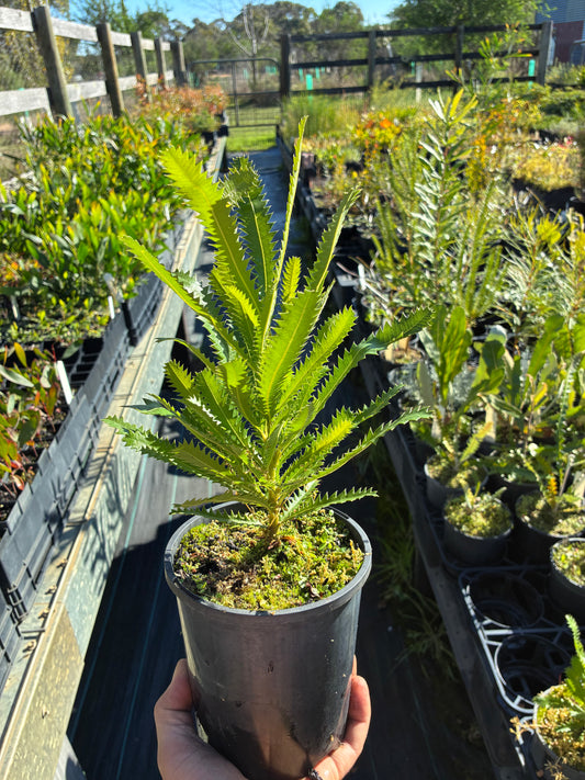 Banksia Serrata - Saw Tooth Banksia | Native Tree 1.5 Litre Pot