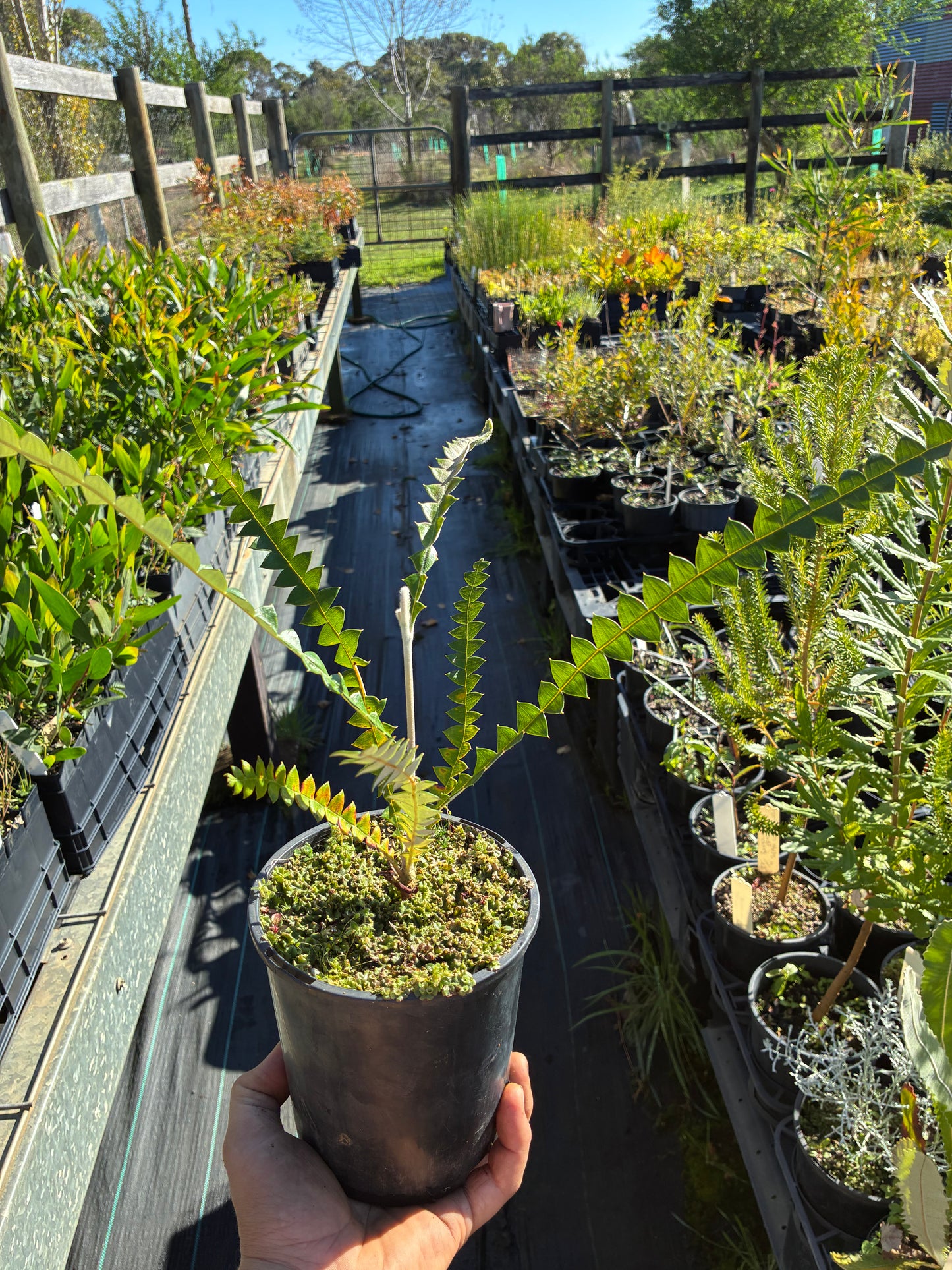 Banksia Speciosa - Showy Banksia | Native Tree 1.5 Litre Pot