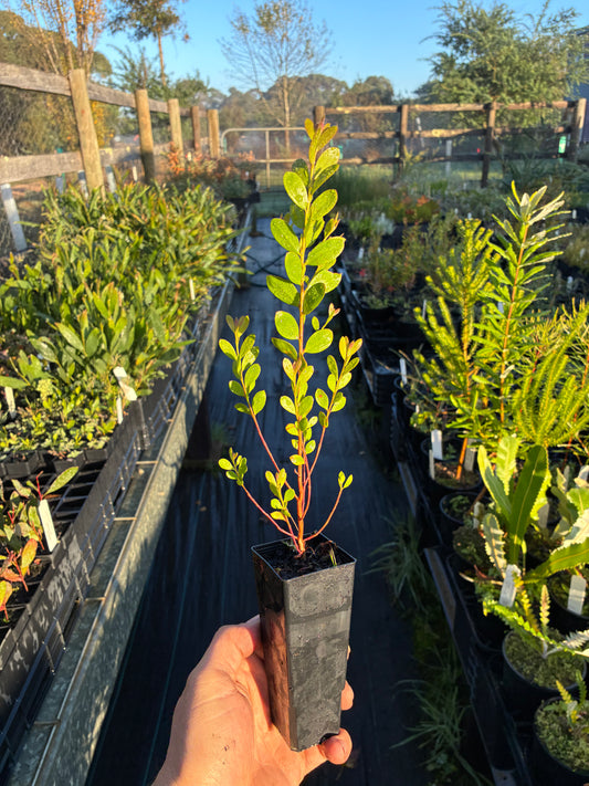 Melaleuca nesophila - Honey Mrytle Tubestock | Native Tree Seedling