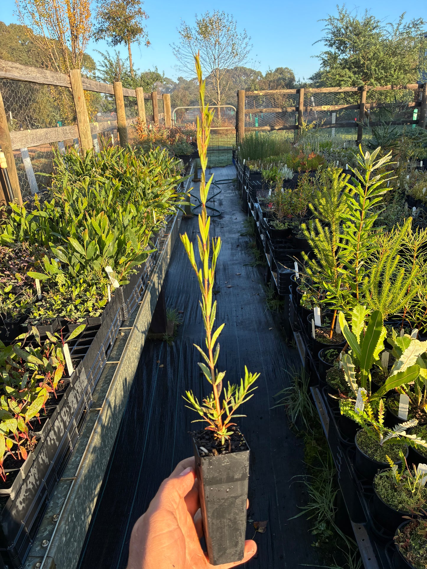 Melaleuca linariifolia - Narrow Leaved Paperbark  | Native Tree Seedling