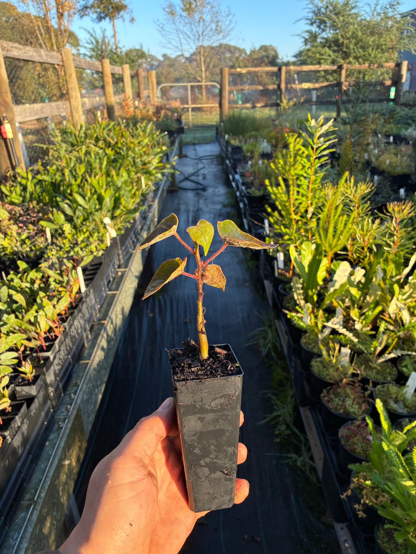 Brachychiton discolor - Lacebark Tubestock | Native Tree Seedling