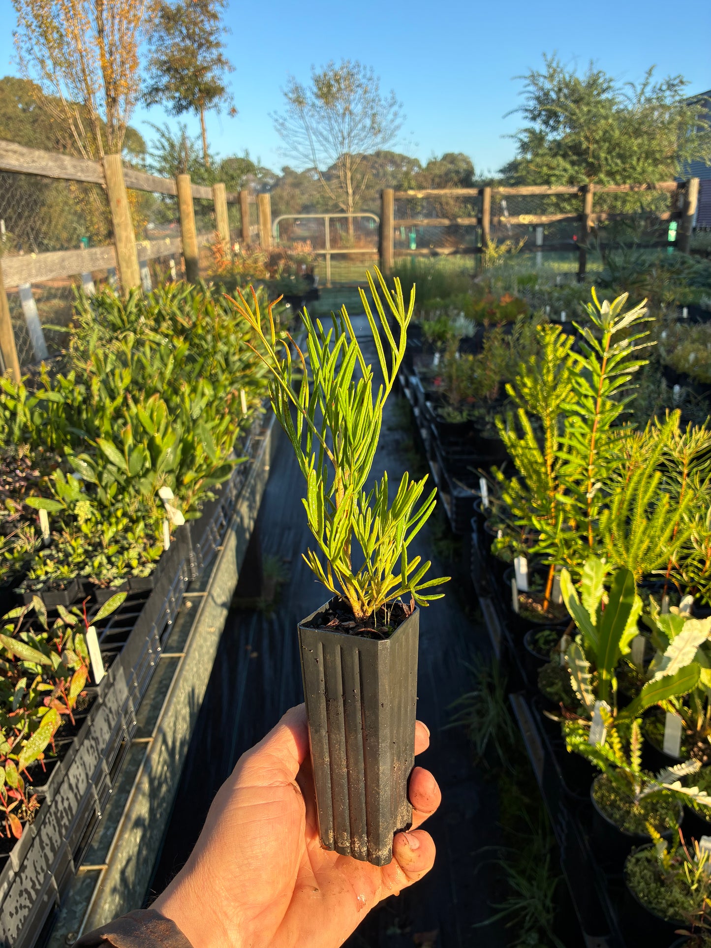 Grevillea leucopteris - White Plumed Grevillea | Native Tree Seedling