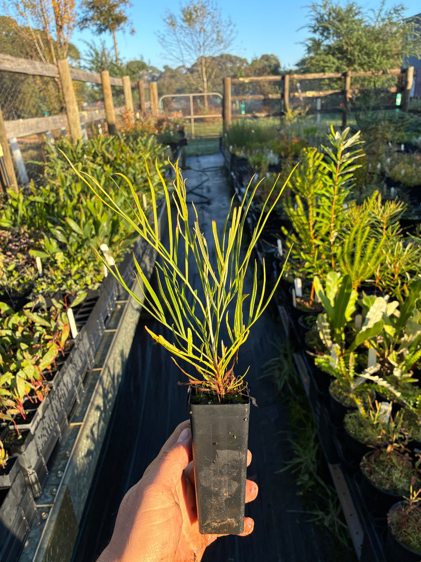 Grevillea pteridifolia - Golden Grevillea | Native Tree Seedling