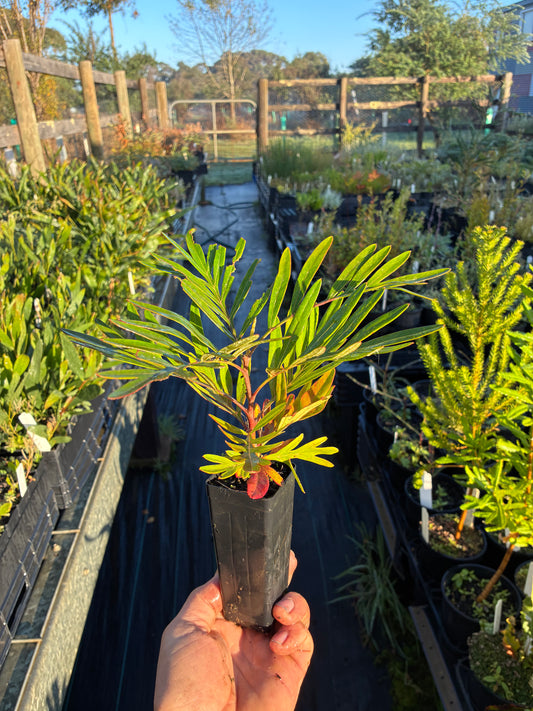 Grevillea banksii 'Forsteri' - Red Silky Oak | Native Tree Seedling