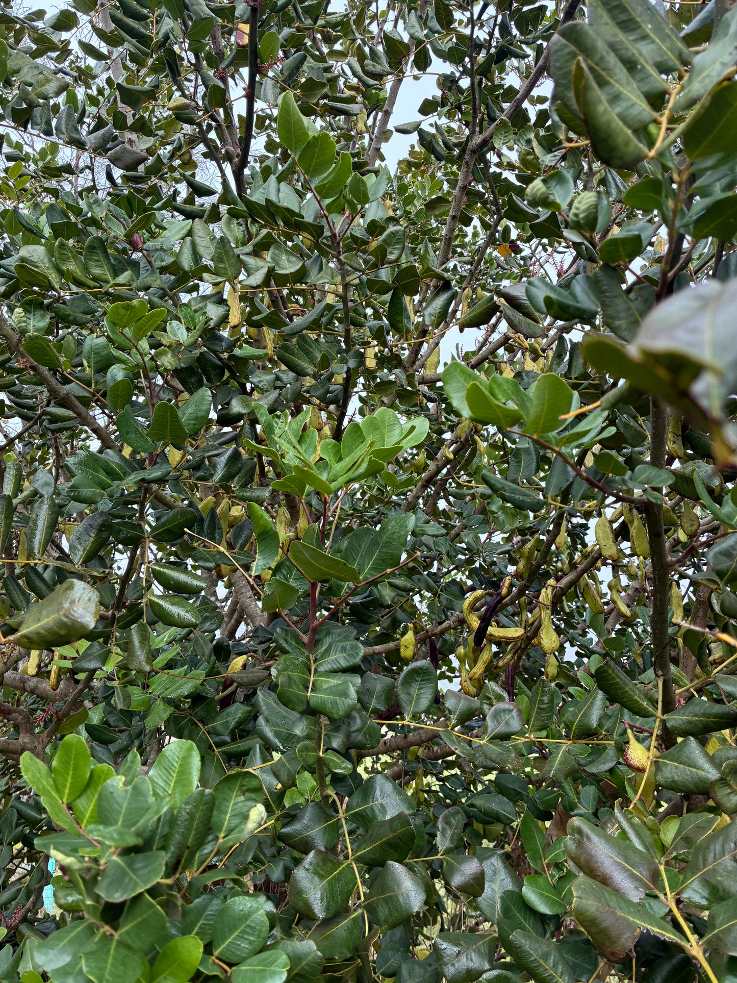 Ceratonia siliqua - Carob Tubestock | Tree Seedling