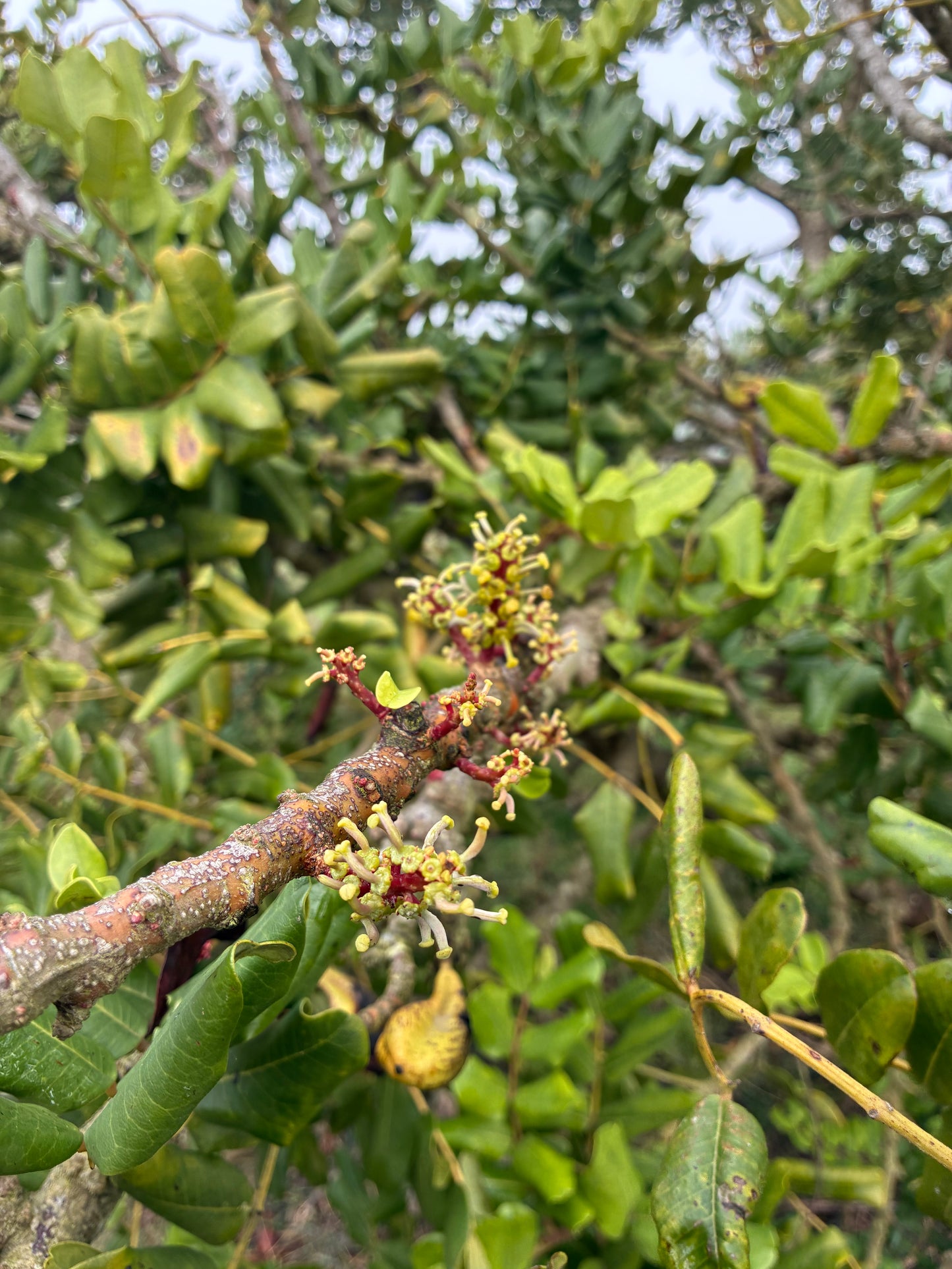 Ceratonia siliqua - Carob Tubestock | Tree Seedling