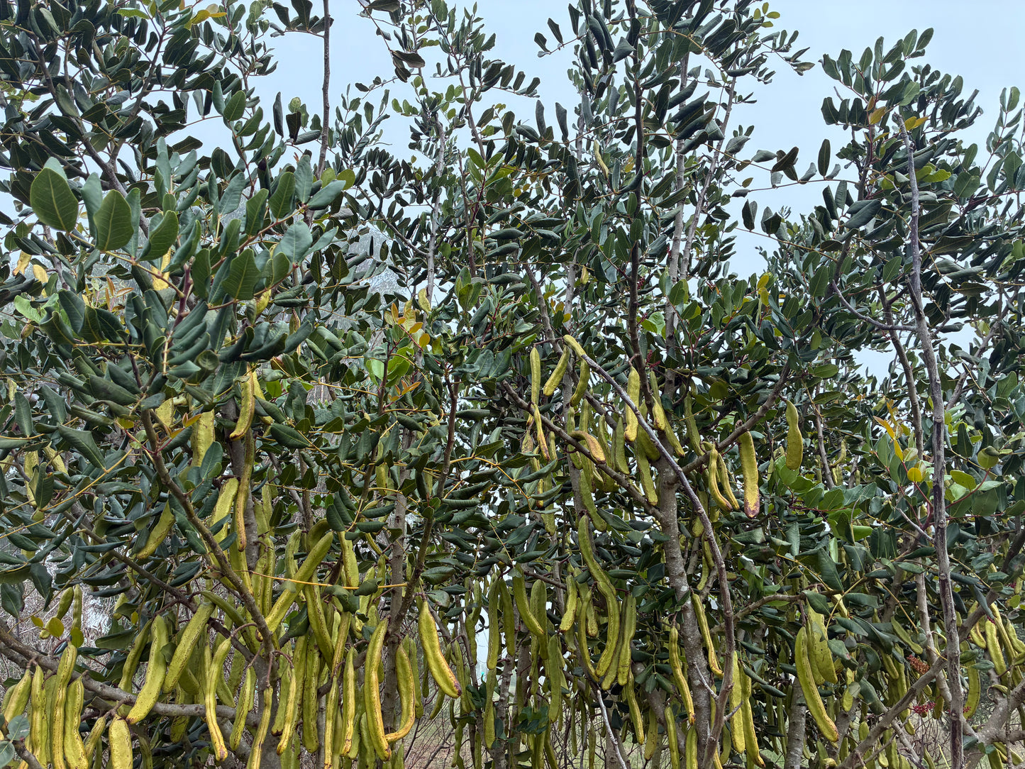 Ceratonia siliqua - Carob Tubestock | Tree Seedling