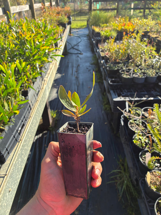 Hakea francisiana - Emu Tree Tubestock | Native Tree Seedling