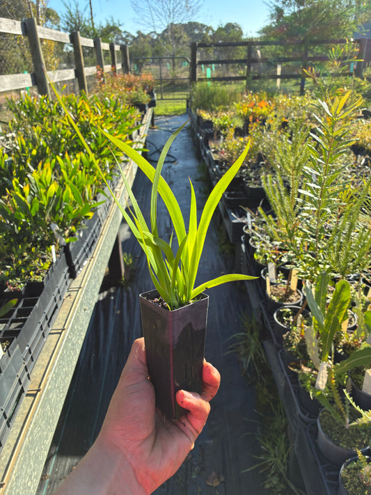 Anigozanthos flavidus - Tall Red Kangaroo Paw Tubestock | Native Tree Seedling