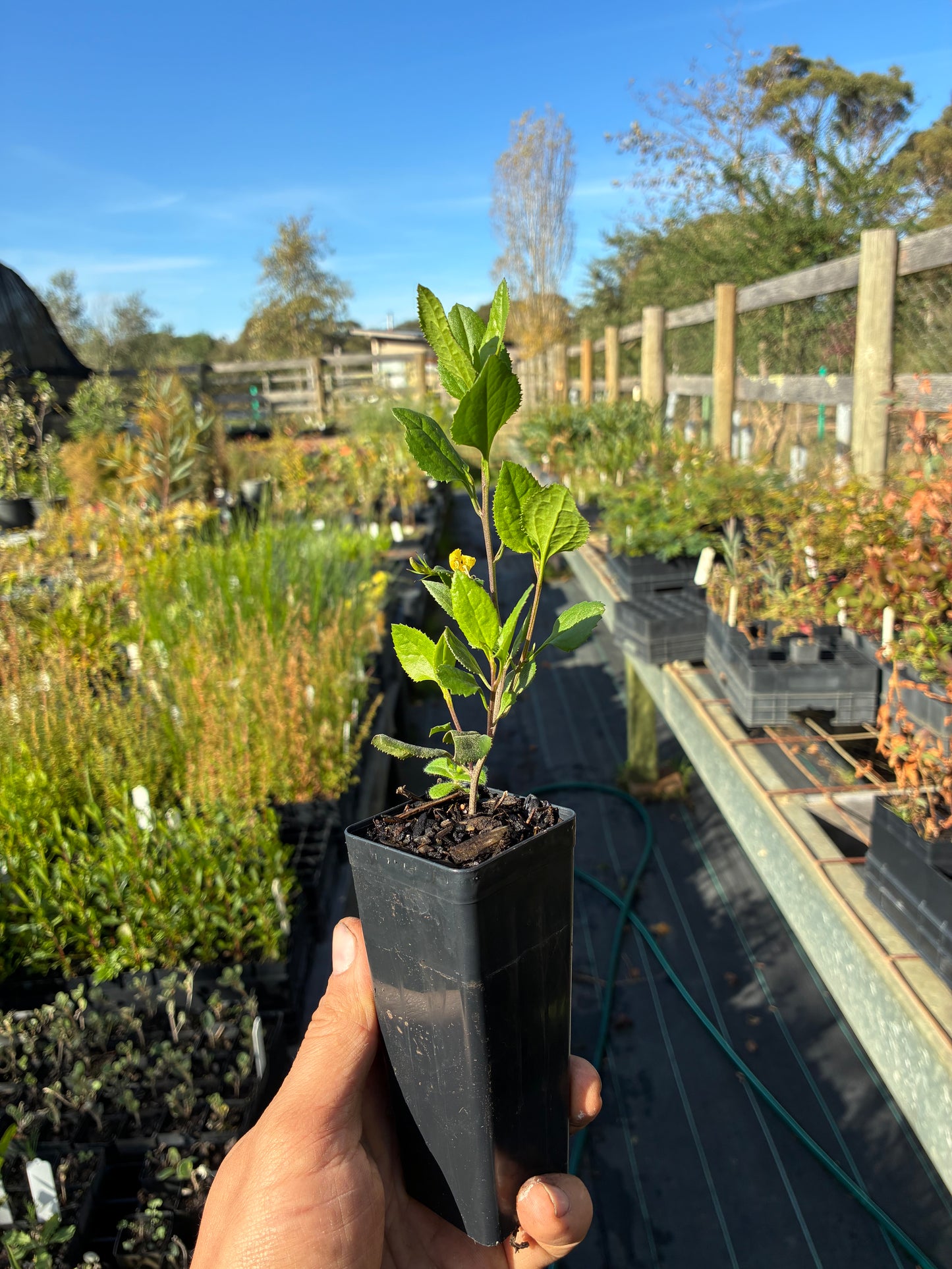 Goodenia ovata - Hop Goodenia Tubestock | Native Tree Seedling